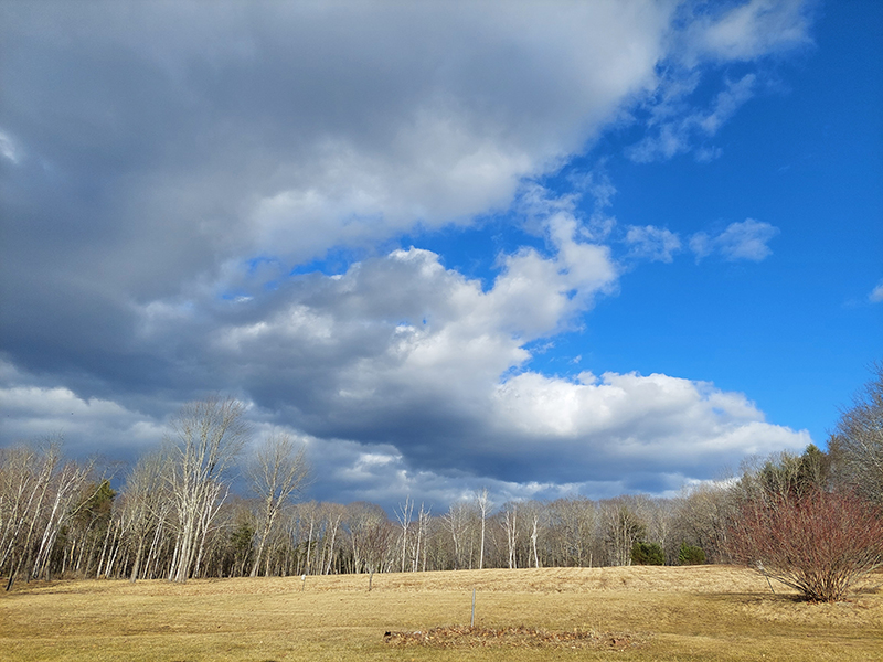 Maine field with forest in the background and blue sky with clouds.