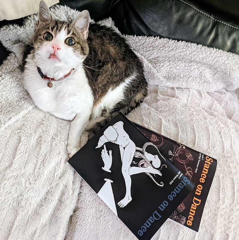 A cat with two copies of Stance on Dance