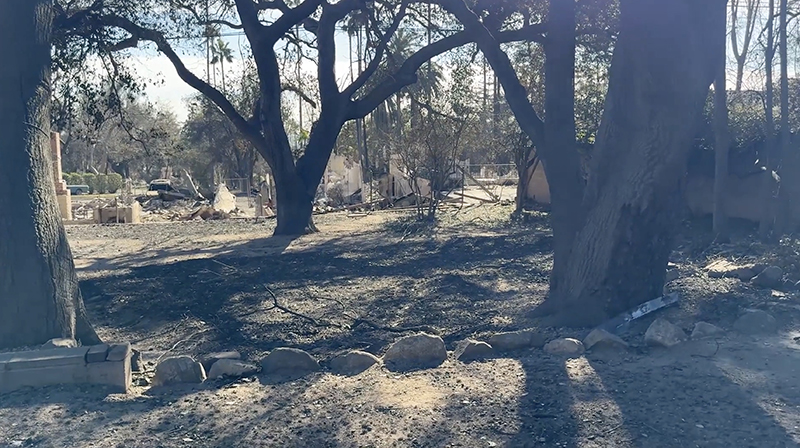 Large mature trees cast long shadows across a fire-scorched landscape, with the remains of destroyed structures visible in the background amid widespread wildfire damage.